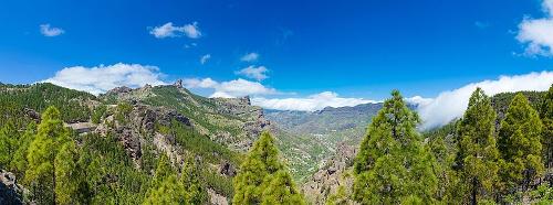 Reforestation with Canary Pines, Gran Canaria