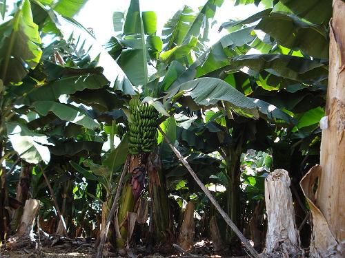 Banana plantation, Gran Canaria