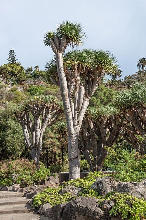 Dragon Tree Gran Canaria