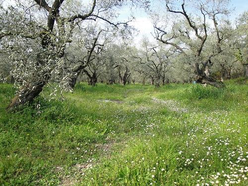 Olive trees Greece