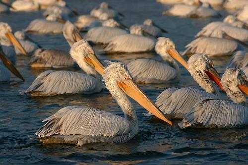 Pelicans greece