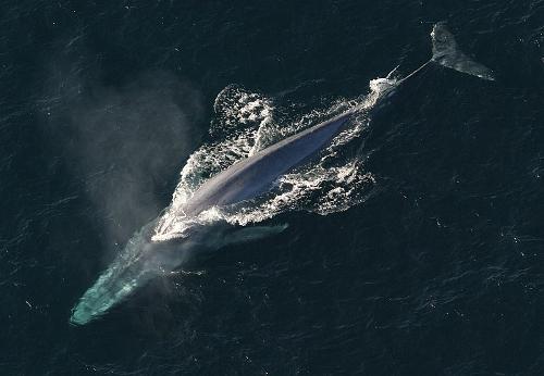 Blue Whale, Greenland