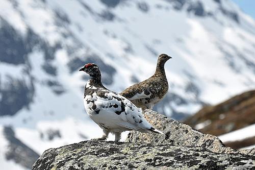 Rock Ptarmigan, Greenland