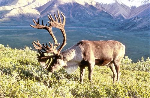 Reindeer, Greenland