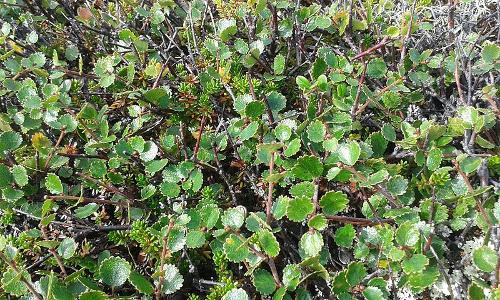 Dwarf Birch, Greenland