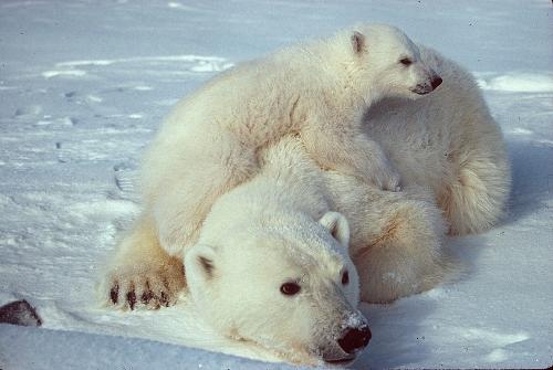 Polar Bear, Greenland