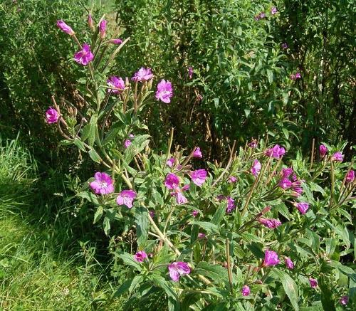 Willowherb, Greenland