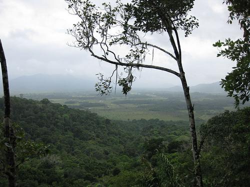 Gyuana Tropical Rainforest