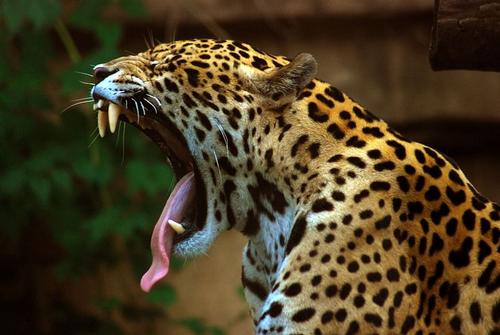 Jaguar in Guyana