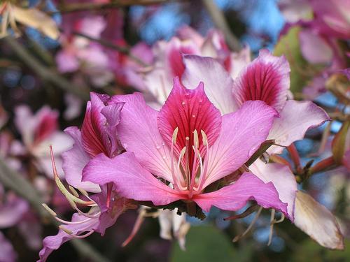 Hong Kong Orchid