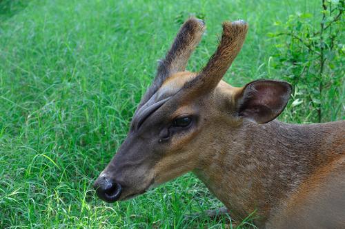 Chinese muntjac, Hong Kong