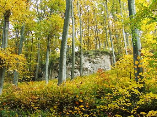 Bakony Forest Hungary