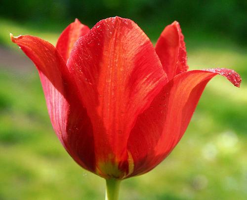 The tulip is Hungary's national flower