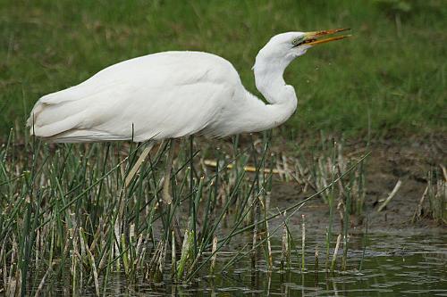 Egret, Hungary