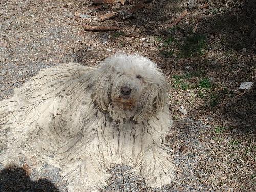 Komondor Hungary