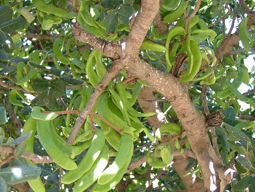 Carob tree, Ibiza