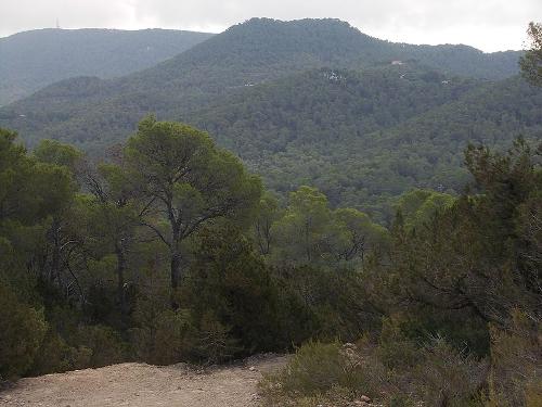 Forests Ibiza