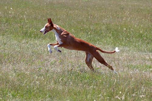 Podenco Ibicenco