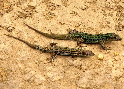 Ibizan Wall Lizard