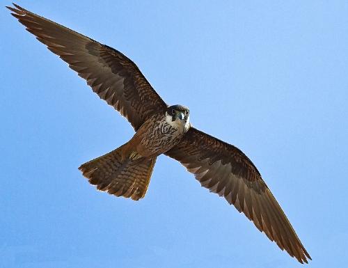 Eleonora's Falcon, Ibiza