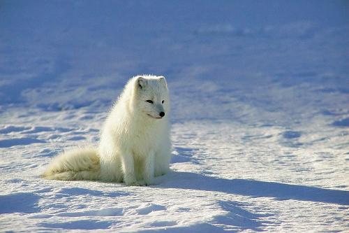 Arctic fox, Iceland
