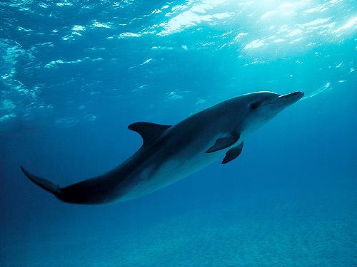 Dolphin, Iceland