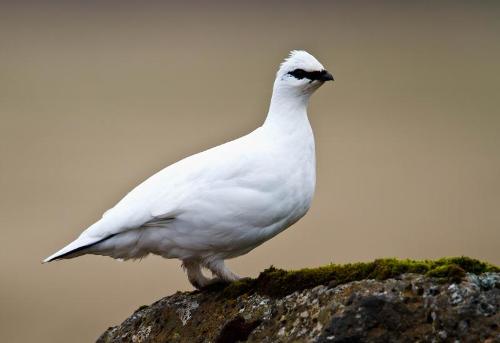 Alpine ptarmigan, Iceland