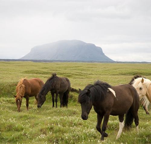 Icelandic Ponies