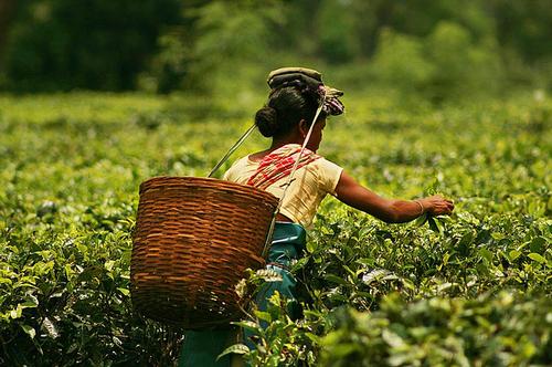 Assam Plucking Tea India