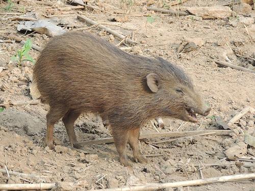 Pygmy Pig India