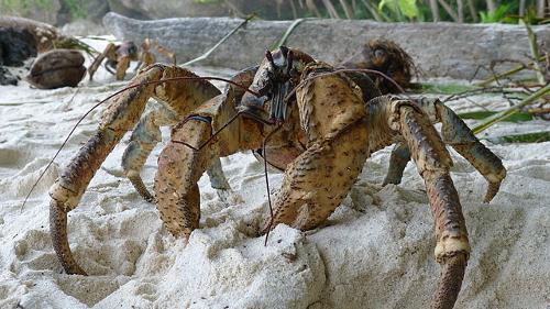 Coconut crab, robber crab or palmthief crab