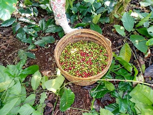 Basket with coffee beans from Pagaralam, South Sumatra, Indonesia 
