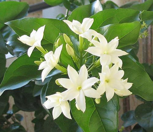 Arabian jasmine, one of the national flowers of Indonesia
