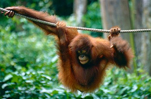 Orangutan, anthropoid ape is only found in Indonesia