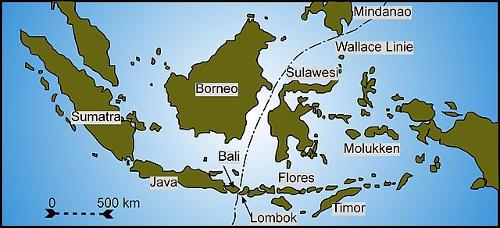 Wallace Line Indonesia