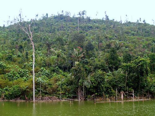 River and rainforest in Bogor, West-Java
