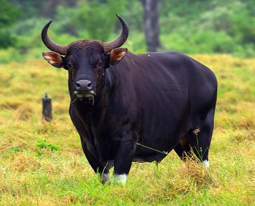 The banteng also known as tembadau, is a species of cattle found in Indonesia