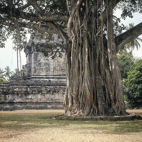 Waringin or ironwood tree on Java