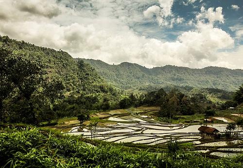 Mountains and rice fields or paddy fields in Ciwidey, West Java, Indonesia