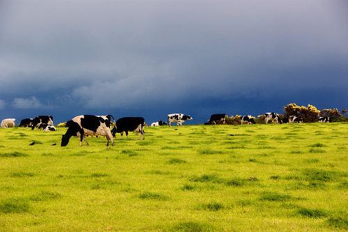 Dairy Cow ireland