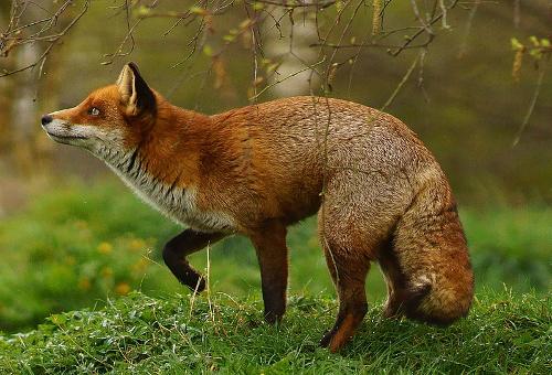 Fox Ireland