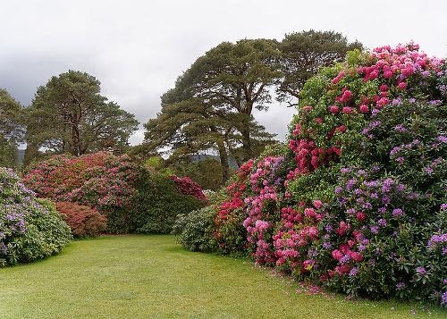 Rhododendrons in Killarney National Park, County Kerry, Ireland