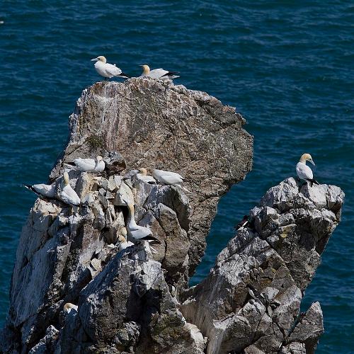 Gannets Ireland