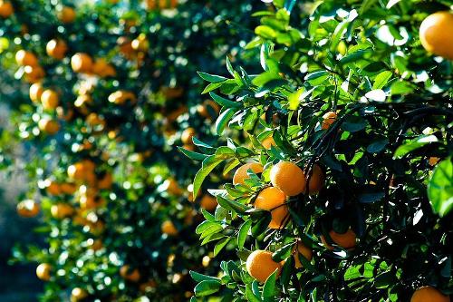 Orange cultivation Israel