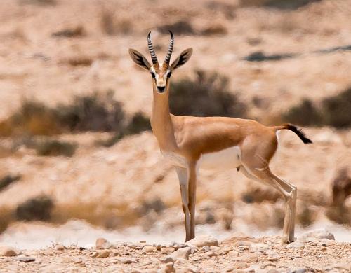 Dorcas Gazelle, Israel