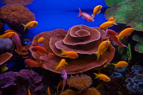 Coral reef Red Sea, Israel