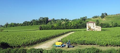  Field near Ogliano, Conegliano in Italy