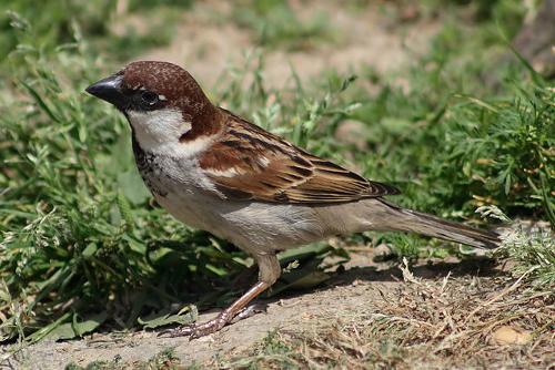 National symbol: Italian sparrow