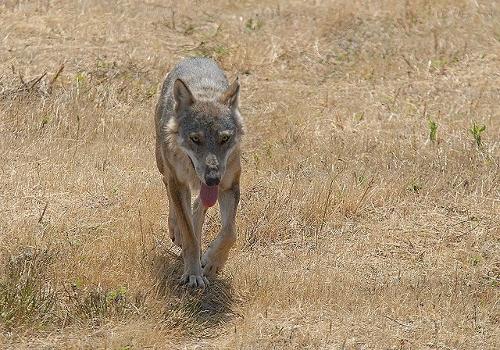 Apennine wolf, subspecies from Italy