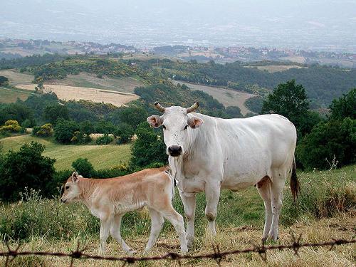 Tuscan Chianina breed, where the Florentine steaks come from 